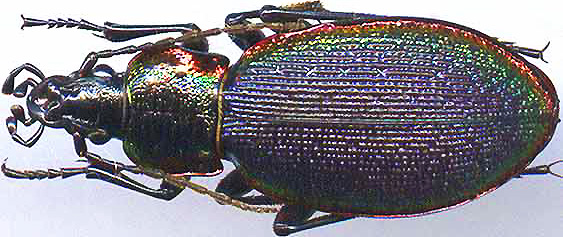 http://www.gorodinski.ru/carabus/Megodontus vietinghoffi fulgidus.jpg